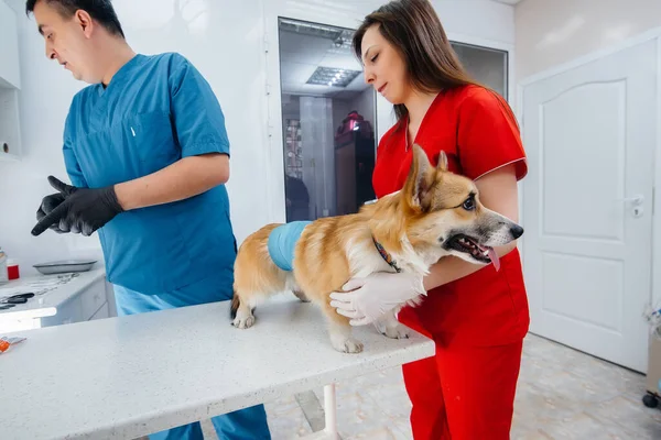 Egy Modern Állatorvosi Klinikán Egy Telivér Corgi Kutyát Vizsgálnak Állatorvosi — Stock Fotó