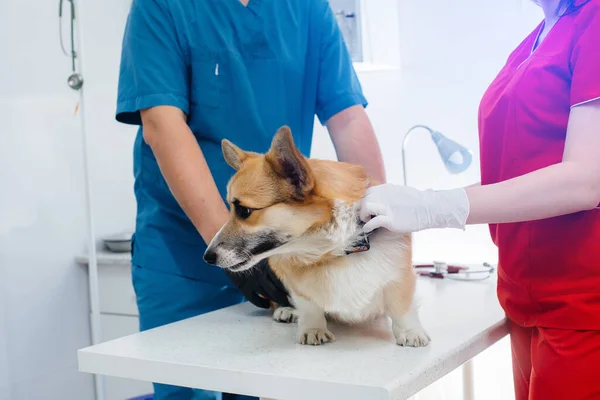 Moderní Veterinární Klinice Vyšetřen Plnokrevný Pes Corgi Veterinární Klinika — Stock fotografie