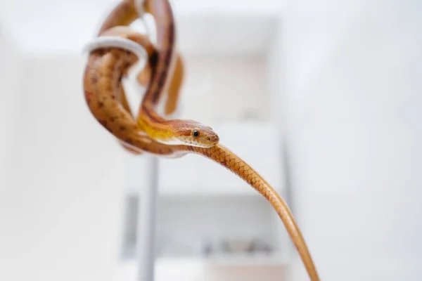 Modern Veterinary Clinic Yellow Snake Examined Veterinary Clinic — Stock Photo, Image