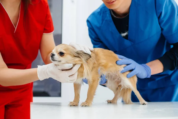 Een Moderne Dierenkliniek Wordt Een Volbloed Chihuahua Onderzocht Behandeld Tafel — Stockfoto