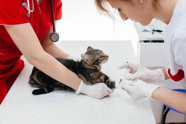 Modern Bir Veteriner Kliniğinde Safkan Bir Kedi Muayene Edilir Masada — Stok fotoğraf