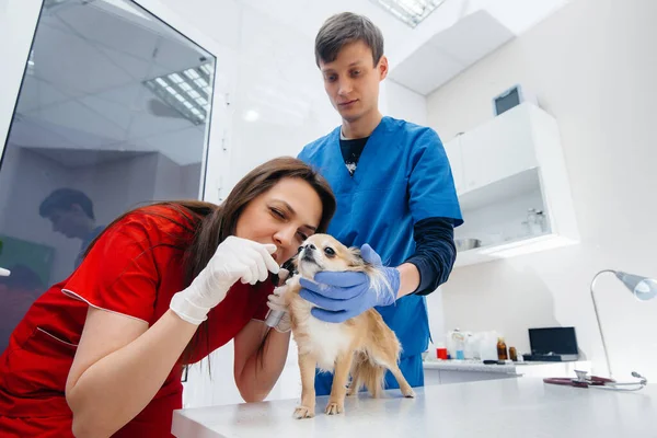 Una Clínica Veterinaria Moderna Chihuahua Pura Sangre Examinado Tratado Sobre — Foto de Stock