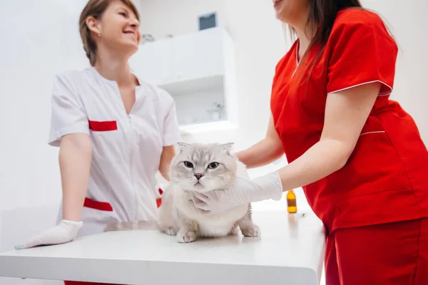 Dans Une Clinique Vétérinaire Moderne Chat Pur Sang Est Examiné — Photo