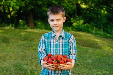 Küçük şirin bir çocuk büyük bir kutu olgun ve lezzetli çilekle ayakta duruyor. Hasat et. Olgun çilekler. Doğal ve lezzetli dut.