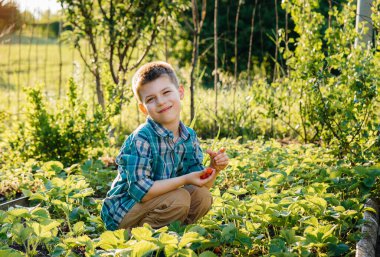 Sevimli ve mutlu bir anaokulu çocuğu bir yaz günü gün batımında olgun çilekleri toplayıp yer. Mutlu bir çocukluk. Sağlıklı ve çevre dostu mahsul