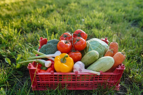 Sumpfkiste Mit Reifem Und Schönem Gemüse Aus Einem Umweltfreundlichen Garten — Stockfoto