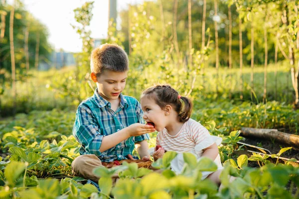 Cute Happy Little Brother Sister Preschool Age Collect Eat Ripe — Stock Photo, Image