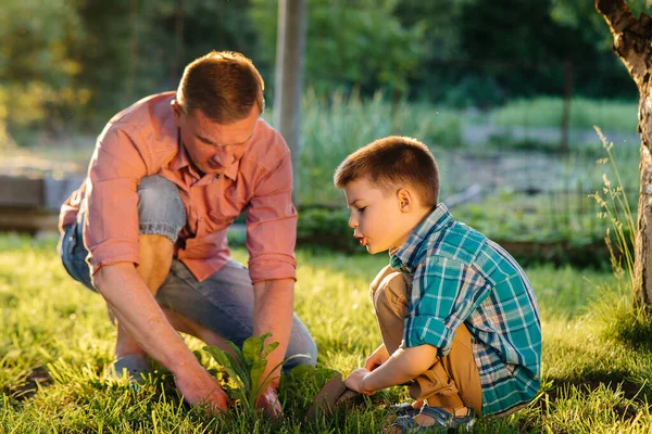 Irmãozinho Irmã Estão Plantando Mudas Com Seu Pai Belo Jardim — Fotografia de Stock