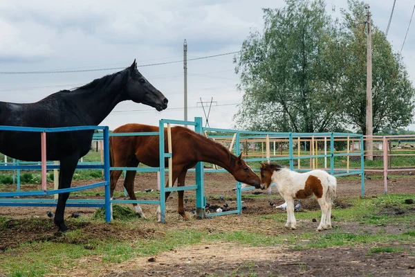 Belo Jovem Pônei Cheira Mostra Interesse Nos Cavalos Adultos Rancho — Fotografia de Stock