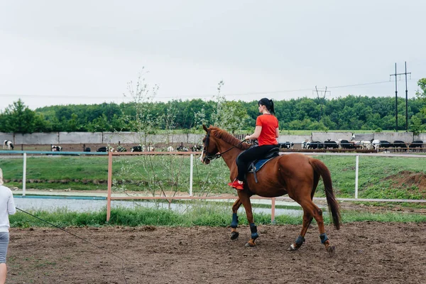 Young Pretty Girl Learning Ride Thoroughbred Mare Summer Day Ranch — Stock Photo, Image