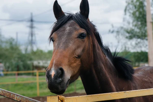 牧場で美しく健康な馬を歩く 馬の飼育 — ストック写真