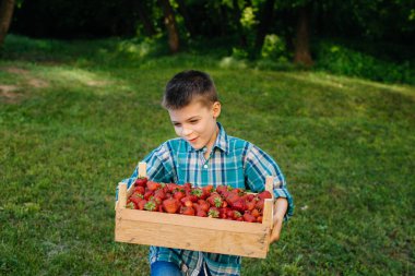 Küçük şirin bir çocuk büyük bir kutu olgun ve lezzetli çilekle ayakta duruyor. Hasat et. Olgun çilekler. Doğal ve lezzetli dut.