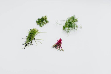 Mikro-yeşil filizler beyaz arka planda yakın plan ve boş alan. Sağlıklı yemek ve yaşam tarzı