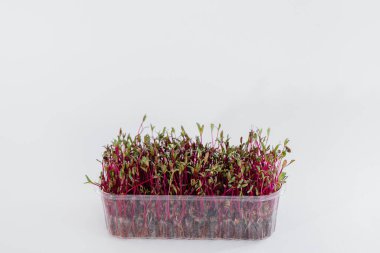 Topraklı bir tencerede beyaz bir arka planda mikro-yeşil pancar filizleri. Sağlıklı yemek ve yaşam tarzı