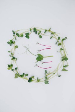 Mikro-yeşil filizler beyaz arka planda yakın plan ve boş alan. Sağlıklı yemek ve yaşam tarzı