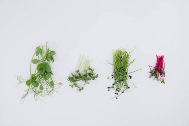 Mikro-yeşil filizler beyaz arka planda yakın plan ve boş alan. Sağlıklı yemek ve yaşam tarzı