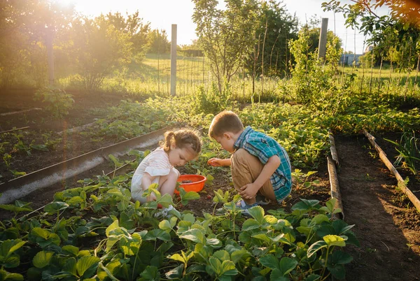 Niedliche Und Glückliche Kleine Bruder Und Schwester Vorschulalter Sammeln Und — Stockfoto