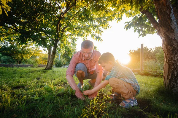 Irmãozinho Irmã Estão Plantando Mudas Com Seu Pai Belo Jardim — Fotografia de Stock