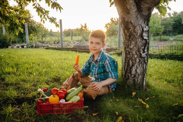 A little boy is sitting under a tree in the garden with a whole box of ripe vegetables at sunset. Agriculture, harvesting. Environmentally friendly product