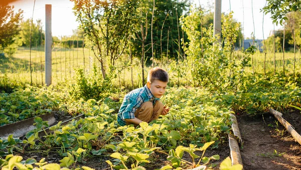 Menino Pré Escolar Bonito Feliz Coleta Come Morangos Maduros Jardim — Fotografia de Stock