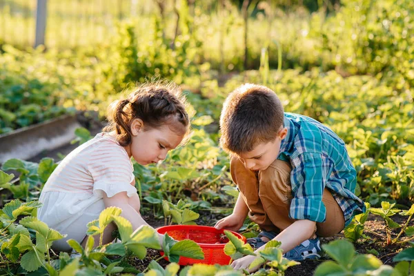 Carino Felice Fratellino Sorella Età Prescolare Raccogliere Mangiare Fragole Mature — Foto Stock