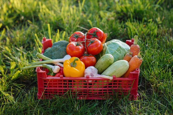 Marsh Box Ripe Beautiful Vegetables Collected Environmentally Friendly Garden Healthy — Stock Photo, Image