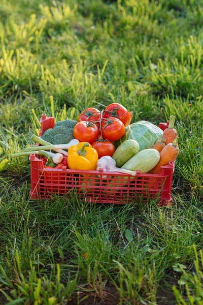 Marsh Box Ripe Beautiful Vegetables Collected Environmentally Friendly Garden Healthy — Stock Photo, Image