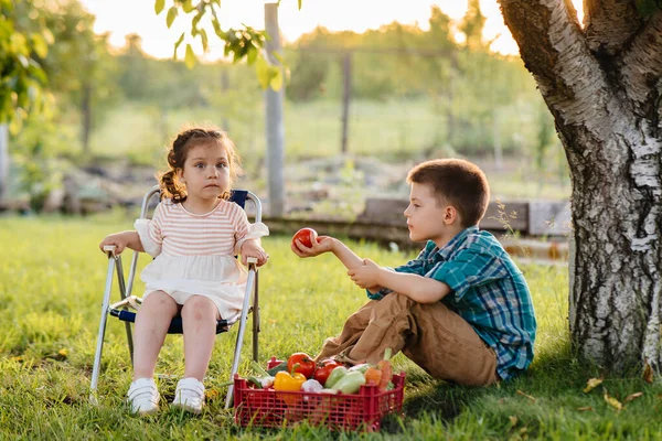 A small boy and girl sit under a tree in the garden with a whole box of ripe vegetables at sunset. Agriculture, harvesting. Environmentally friendly product