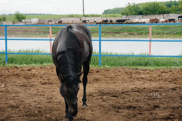 Walking a beautiful and healthy horse on the ranch. Animal husbandry and horse breeding