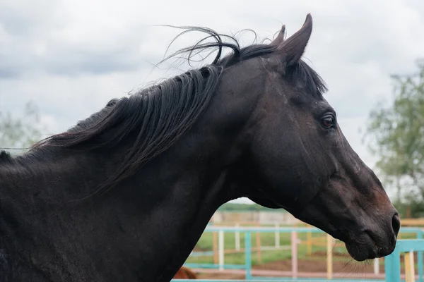 牧場で美しく健康な馬を歩く 馬の飼育 — ストック写真