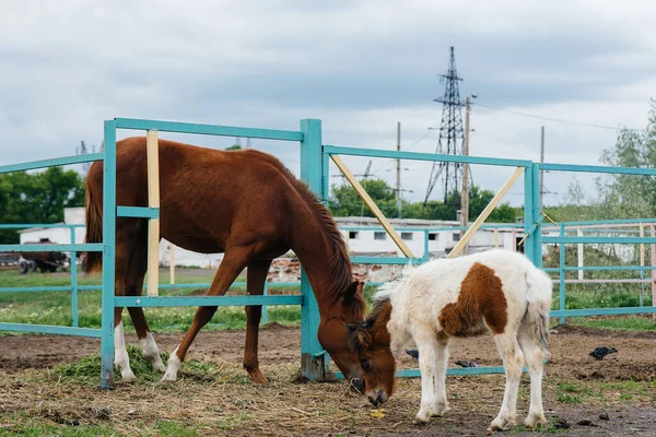 Belo Jovem Pônei Cheira Mostra Interesse Nos Cavalos Adultos Rancho — Fotografia de Stock