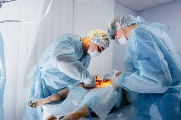 Een Moderne Dierenkliniek Wordt Een Operatie Uitgevoerd Het Leven Van — Stockfoto