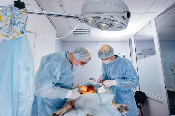 Een Moderne Dierenkliniek Wordt Een Operatie Uitgevoerd Het Leven Van — Stockfoto