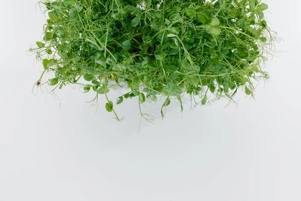 Μικροπράσινα Φύτρα Μπιζελιού Κοντά Λευκό Φόντο Γλάστρα Χώμα Υγιεινά Τρόφιμα — Φωτογραφία Αρχείου