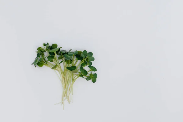 Micro Groene Spruiten Close Een Witte Achtergrond Met Vrije Ruimte — Stockfoto