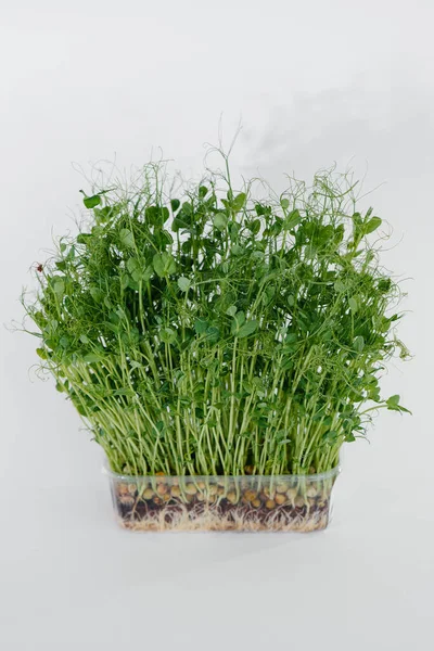 Micro Groene Erwt Ontspruit Close Een Witte Achtergrond Een Pot — Stockfoto