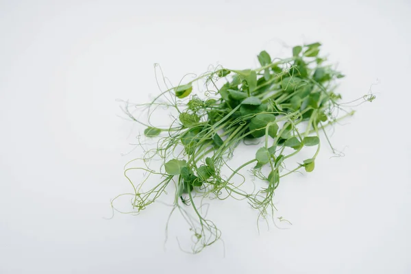 Micro Groene Spruiten Close Een Witte Achtergrond Met Vrije Ruimte — Stockfoto