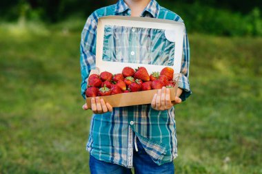 Küçük şirin bir çocuk büyük bir kutu olgun ve lezzetli çilekle ayakta duruyor. Hasat et. Olgun çilekler. Doğal ve lezzetli dut.