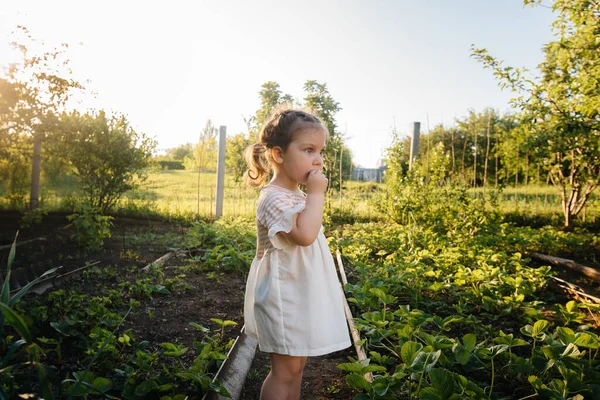 Uma Menina Pré Escolar Bonito Feliz Coleta Come Morangos Maduros — Fotografia de Stock