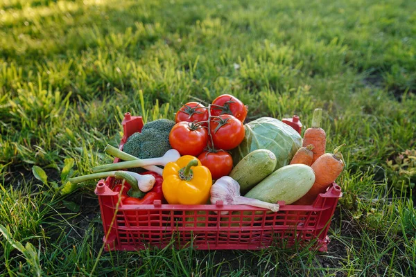 Boîte Marais Avec Beaux Légumes Mûrs Récoltés Dans Jardin Respectueux — Photo