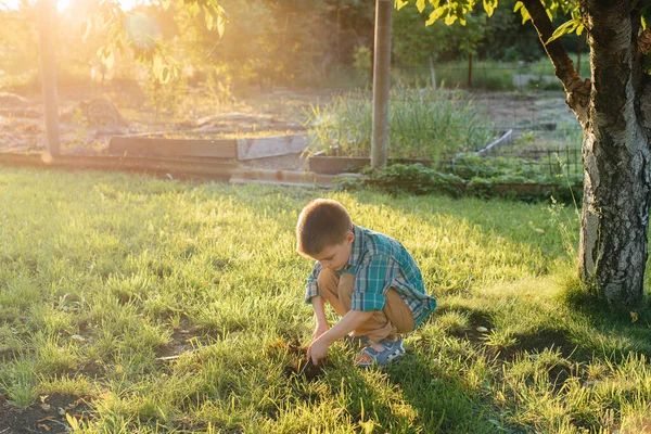 Милий Маленький Хлопчик Садить Паростки Саду Заході Сонця Садівництво Сільське — стокове фото