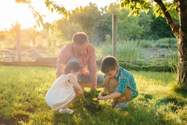 Irmãozinho Irmã Estão Plantando Mudas Com Seu Pai Belo Jardim — Fotografia de Stock