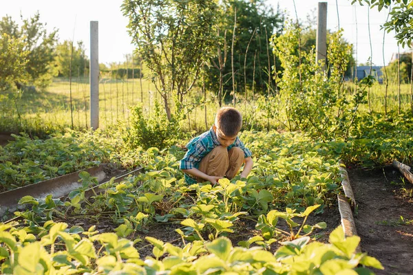 Roztomilý Šťastný Školák Sbírá Zralé Jahody Zahradě Letního Dne Při — Stock fotografie