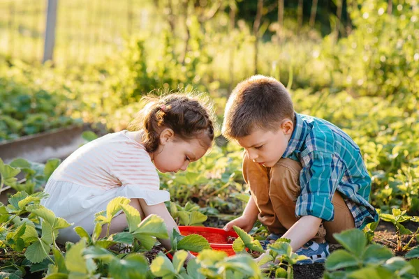 Cute Happy Little Brother Sister Preschool Age Collect Eat Ripe — Stock Photo, Image