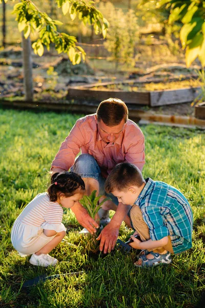 Little Brother Sister Planting Seedlings Father Beautiful Spring Garden Sunset — Stock Photo, Image