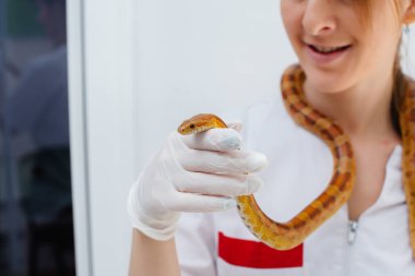 Modern bir veteriner kliniğinde, sarı bir yılan muayene edilir. Veteriner Kliniği