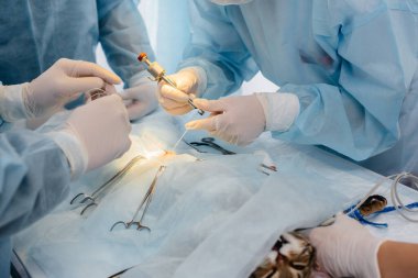 Modern bir veteriner kliniğinde, ameliyat masasında yakın plan bir hayvan üzerinde yapılır. Veteriner Kliniği