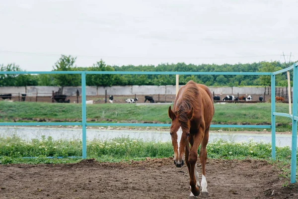 Περπατώντας Ένα Όμορφο Και Υγιές Άλογο Στο Ράντσο Ζωοτεχνία Και — Φωτογραφία Αρχείου