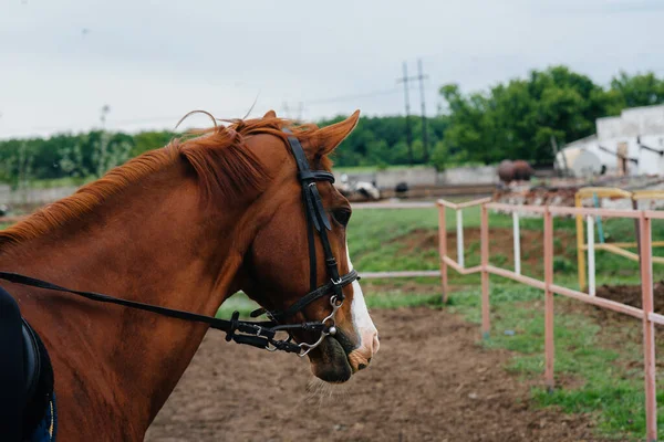 Walking a beautiful and healthy horse on the ranch. Animal husbandry and horse breeding