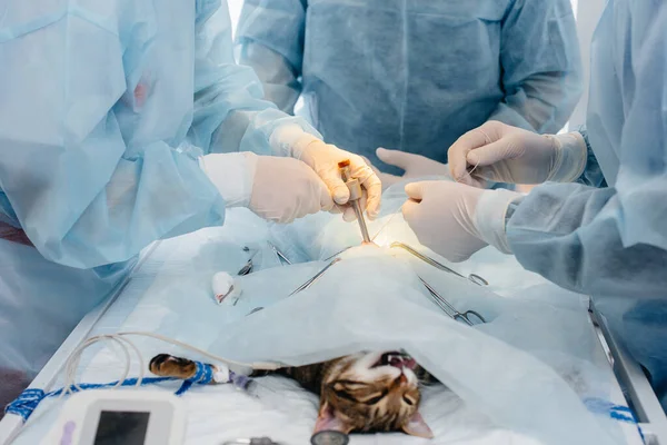 Een Moderne Dierenkliniek Wordt Een Operatie Uitgevoerd Een Dier Operatietafel — Stockfoto